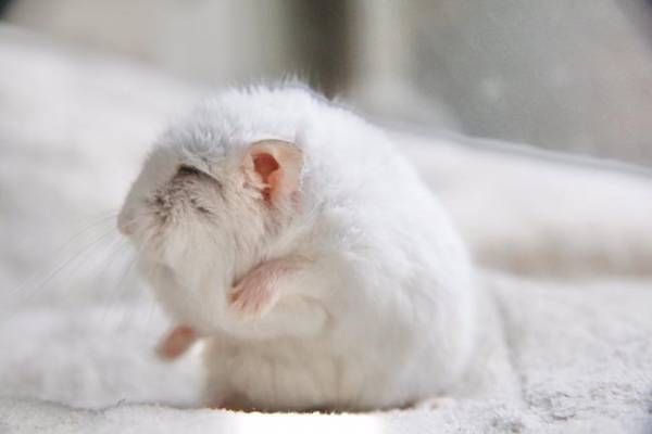 『おじいちゃん』になったハムスター…？　その姿に１６万人が驚いた！