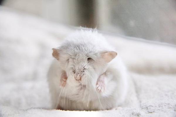 『おじいちゃん』になったハムスター…？　その姿に１６万人が驚いた！