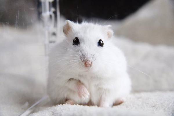 『おじいちゃん』になったハムスター…？　その姿に１６万人が驚いた！