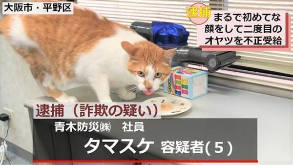 おやつを不正受給！　現行犯逮捕された猫、その後の展開に爆笑