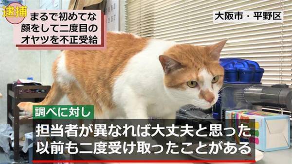 おやつを不正受給！　現行犯逮捕された猫、その後の展開に爆笑