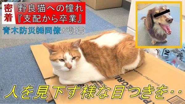 おやつを不正受給！　現行犯逮捕された猫、その後の展開に爆笑