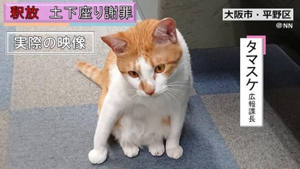 おやつを不正受給！　現行犯逮捕された猫、その後の展開に爆笑