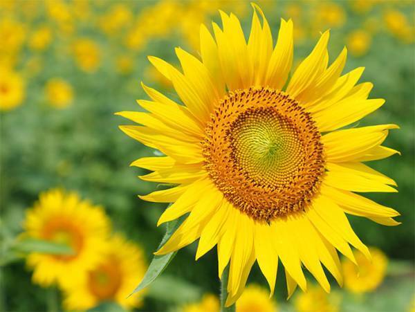 暑中見舞いはいつからいつまでに出せばいい？　送る時期や書き方は