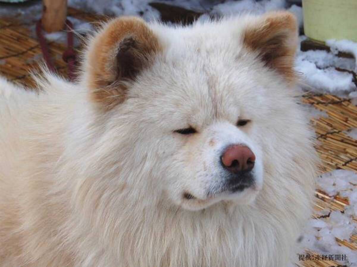 ブサカワな秋田犬 わさお 死ぬ ネットで 泣いた 今までありがとう の声 年6月9日 ウーマンエキサイト