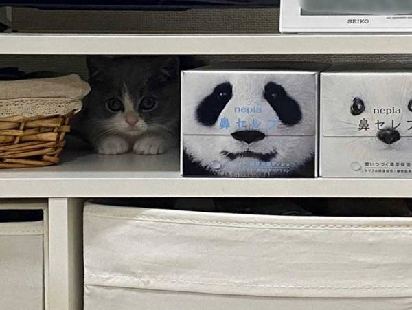 『鼻セレブ』の横にいたのは…？　撮影された光景に、３９万人が吹き出す！