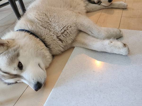 「笑った」「これはずるい」　ハスキーの足元の光景に、吹き出す人が続出！