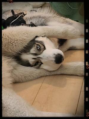 「笑った」「これはずるい」　ハスキーの足元の光景に、吹き出す人が続出！