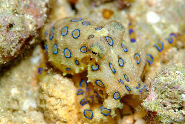 ヒョウモンダコに噛まれたらどうすればいい？　見分け方や生息地は