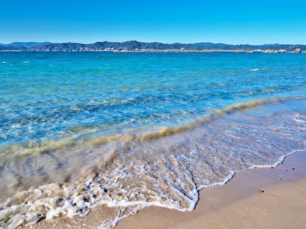 ヒョウモンダコに噛まれたらどうすればいい？　見分け方や生息地は