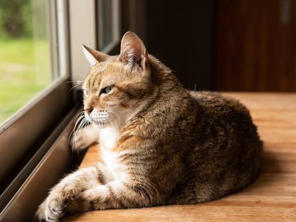 飼い主を見た猫が威嚇…！？　その理由に、１１万人が吹き出す