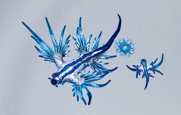 カツオノエボシとはどんな生き物？　浜辺の青いビニール・ペットボトルは危険生物かも