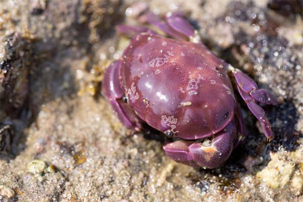 スベスベマンジュウガニとはどんな生き物？　名前はかわいいけど、実は…