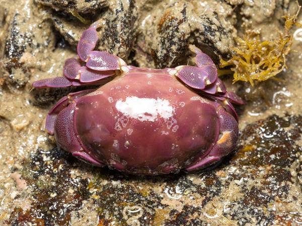 スベスベマンジュウガニとはどんな生き物？　名前はかわいいけど、実は…