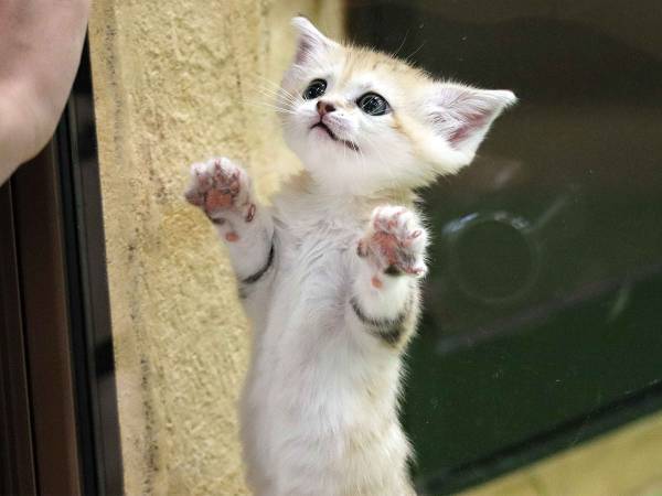 「癒される」「疲れが吹っ飛ぶ」　かわいすぎるスナネコの赤ちゃんをご紹介！