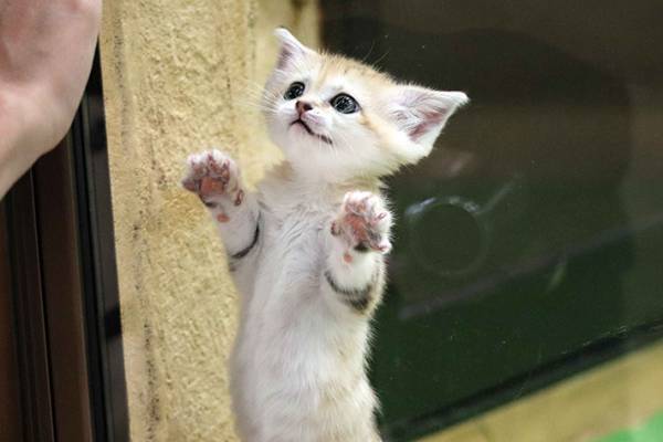 「癒される」「疲れが吹っ飛ぶ」　かわいすぎるスナネコの赤ちゃんをご紹介！