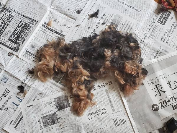 新聞紙の上に横たわる犬…？　その真相に、８万人が『いいね』！