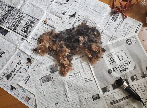 新聞紙の上に横たわる犬…？　その真相に、８万人が『いいね』！