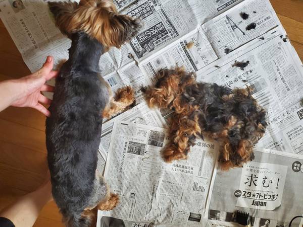 新聞紙の上に横たわる犬…？　その真相に、８万人が『いいね』！