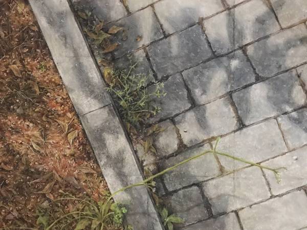 写真…と思いきや？　景色の『正体』に、１６万人が驚愕！