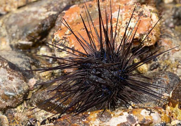 ガンガゼとはどんな生き物？　海でトゲの長いウニを見つけたら要注意！