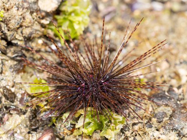 ガンガゼとはどんな生き物？　海でトゲの長いウニを見つけたら要注意！