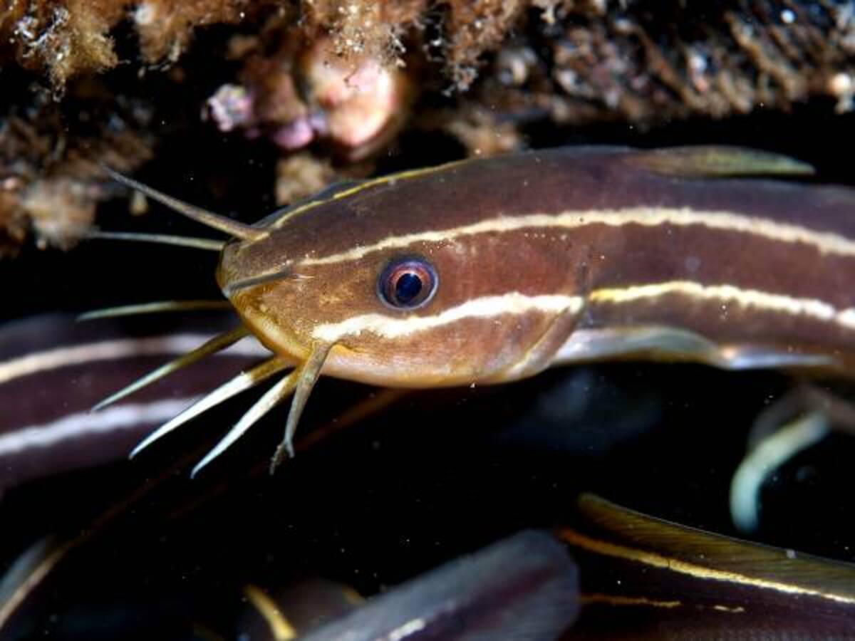 ゴンズイって知ってる 釣りや海水浴で ナマズ を見たら 毒のトゲに要注意 年6月17日 ウーマンエキサイト 1 3