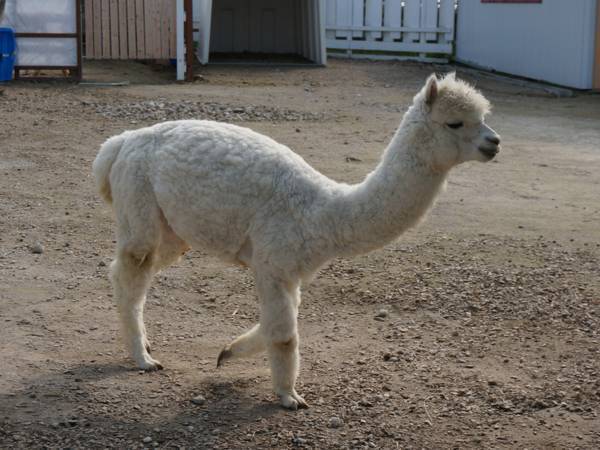 「アルパカ毛刈りしました」　見た人々をクスッとさせる『姿』がコチラ！