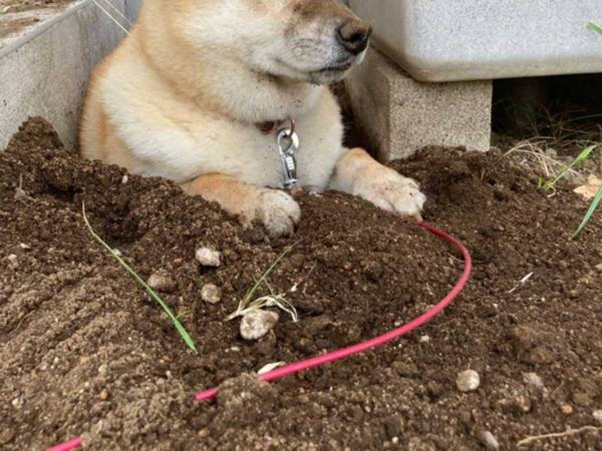 柴犬 ここが落ち着くんです 説得力ありすぎな １枚 が コチラ 年6月13日 ウーマンエキサイト