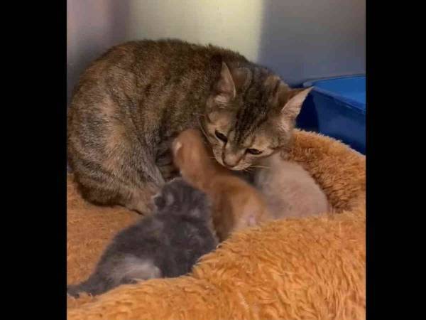 離れ離れになった母猫と子猫が奇跡の再会　しかし奇跡はそれだけではなかった