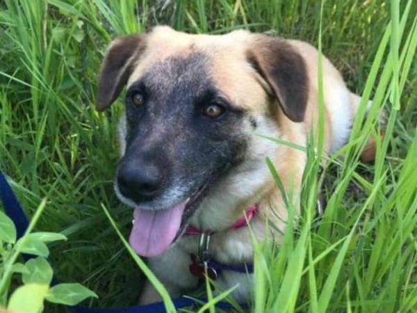 里親の家を逃げ出した犬が９７日間かけて目指した場所は…感動の結末に涙