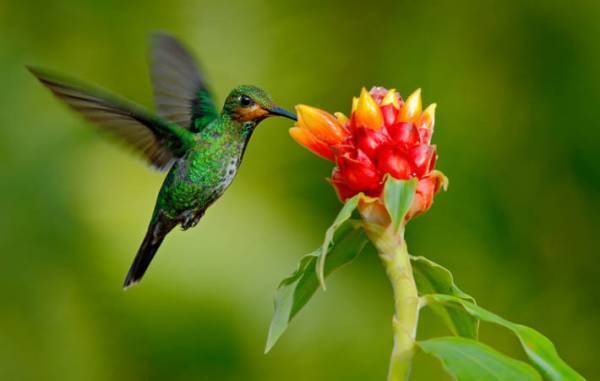 ハチドリを近くで見ようと特製エサ入れを作った男性　世にもシュールな光景に