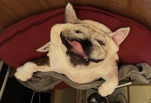 「笑った」「これはずるい」　犬の衝撃的な寝顔に、吹き出す人続出！