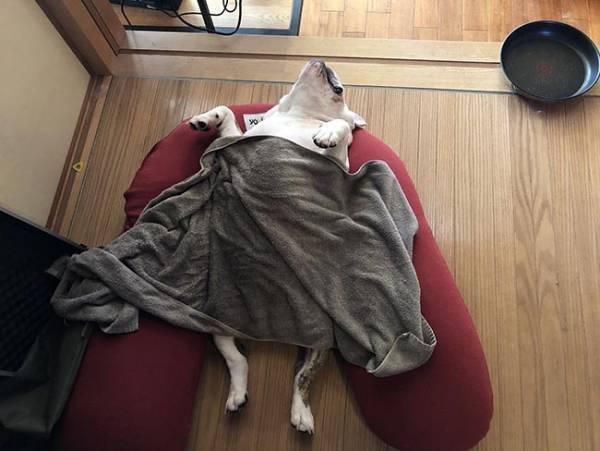 「笑った」「これはずるい」　犬の衝撃的な寝顔に、吹き出す人続出！