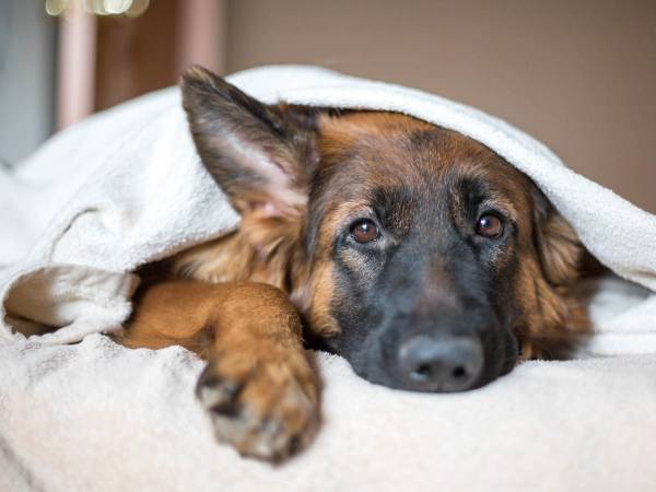 分離不安症を抱える犬　飼い主が家にいない時にしていたことがいじらしい
