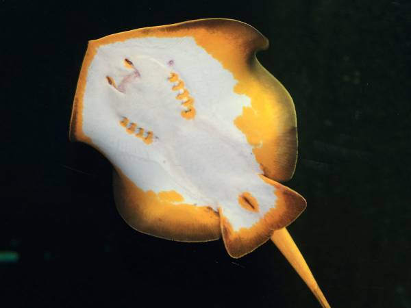 アカエイは毒のトゲに要注意！　刺身や煮付けにするとおいしいって本当？