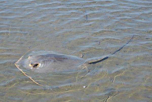 アカエイは毒のトゲに要注意！　刺身や煮付けにするとおいしいって本当？