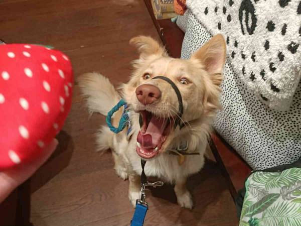 よかったね！　愛犬のお気に入りのおもちゃが製造終了　ところが数日後…？