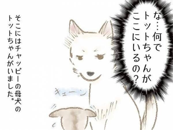 子犬をもらった家族　ある日、鳴き声に気付き庭をのぞくと？　「不思議」「犬ってすごい」