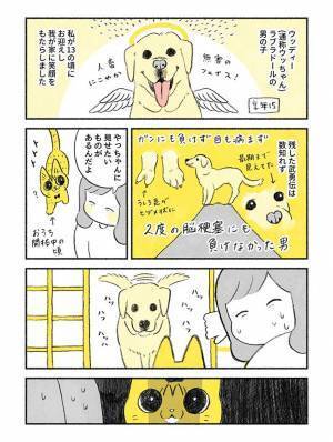 先住犬と仲良くしない猫！　ラストで見せた『仕草』に「ボロ泣き」「涙腺決壊中」