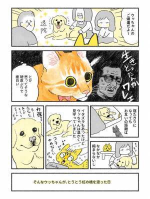先住犬と仲良くしない猫！　ラストで見せた『仕草』に「ボロ泣き」「涙腺決壊中」