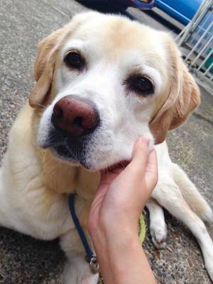 先住犬と仲良くしない猫！　ラストで見せた『仕草』に「ボロ泣き」「涙腺決壊中」