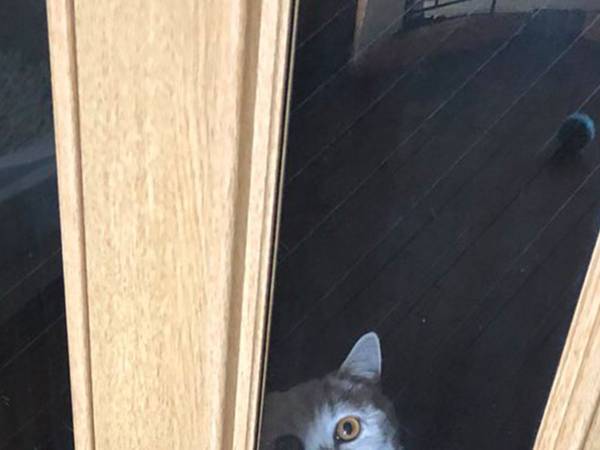 「軽くホラー」　誤って廊下に締め出されてしまった時の猫の表情がこちら