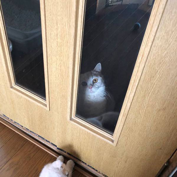 「軽くホラー」　誤って廊下に締め出されてしまった時の猫の表情がこちら