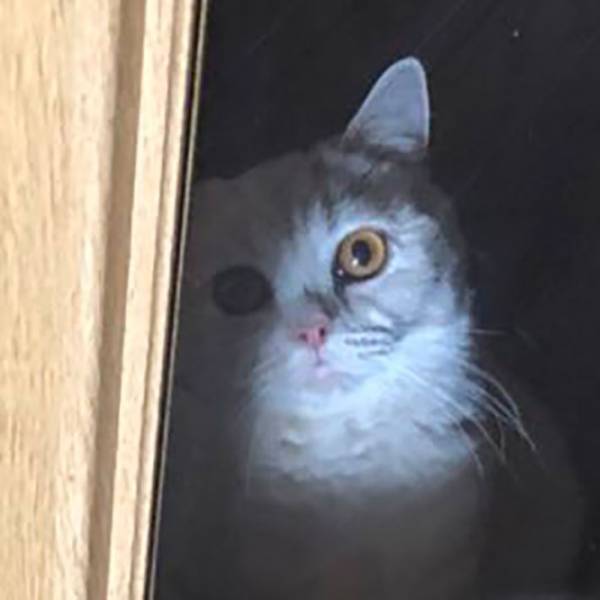 「軽くホラー」　誤って廊下に締め出されてしまった時の猫の表情がこちら