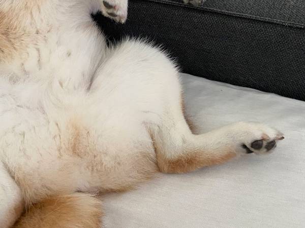 クーラーの涼しい風に魅了された柴犬が『あらぬ姿』に！？　その写真がコチラ