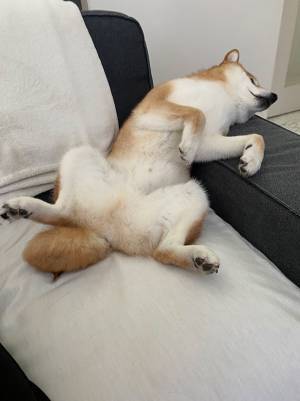 クーラーの涼しい風に魅了された柴犬が『あらぬ姿』に！？　その写真がコチラ