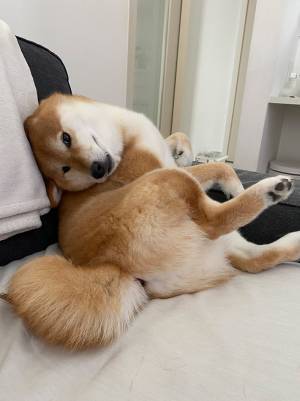 クーラーの涼しい風に魅了された柴犬が『あらぬ姿』に！？　その写真がコチラ