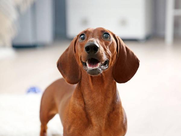 ホラー映画の『親切』な告知が話題！　「犬の安否が気になる方へ…」