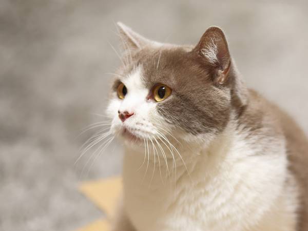 猫の『かまって攻撃』を無視し続けた結果？　「犬派なのに、何度も見ちゃう」